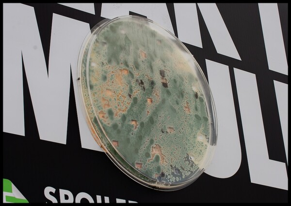 곰팡이가 핀 빵 확대 사진