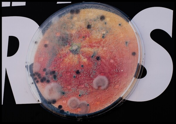 곰팡이가 핀 오렌지 확대 사진