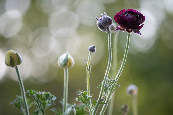 Image by Anke Sundermeier from Pixabay